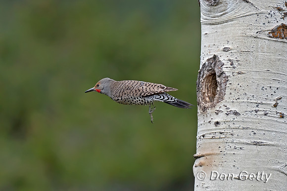 Northern Flicker