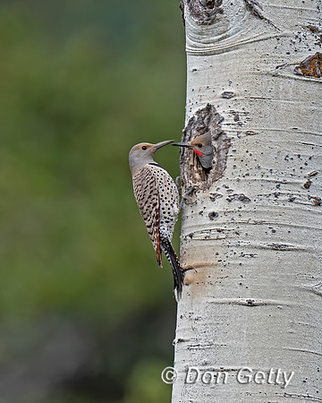 Northern Flicker