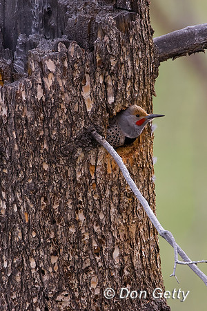 Northern Flicker