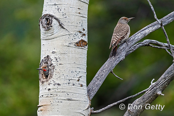 Northern Flicker