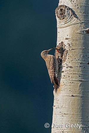 Northern Flicker