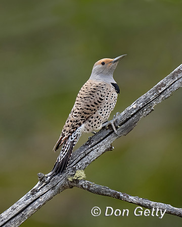 Northern Flicker
