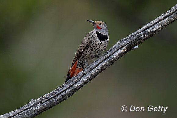 Northern Flicker
