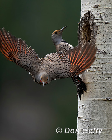 Northern Flicker