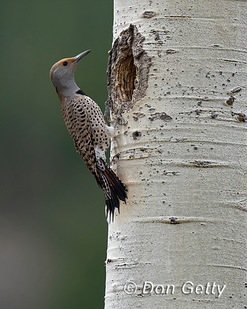 Northern Flicker