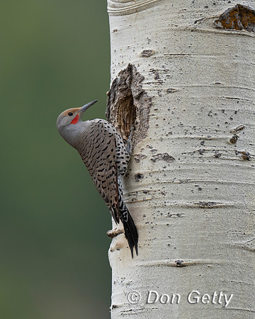 Northern Flicker