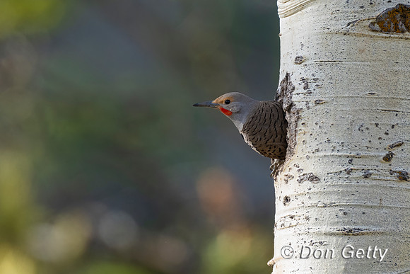 Northern Flicker