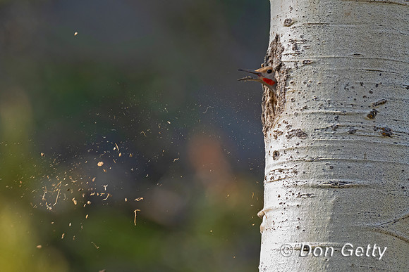 Northern Flicker