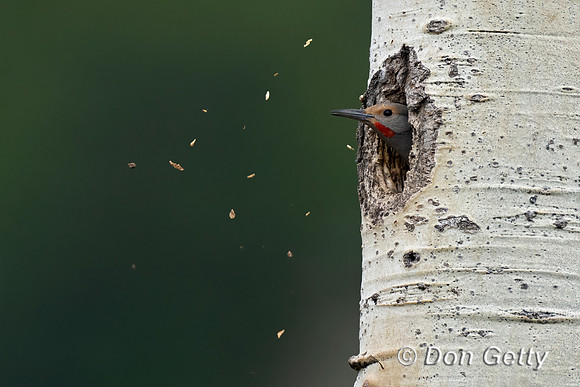 Northern Flicker