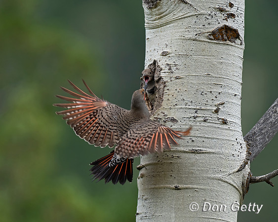 Northern Flicker