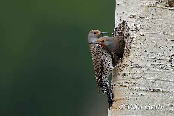 Northern Flicker