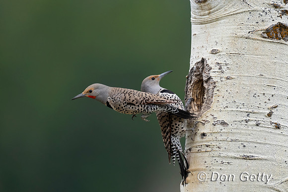 Northern Flicker