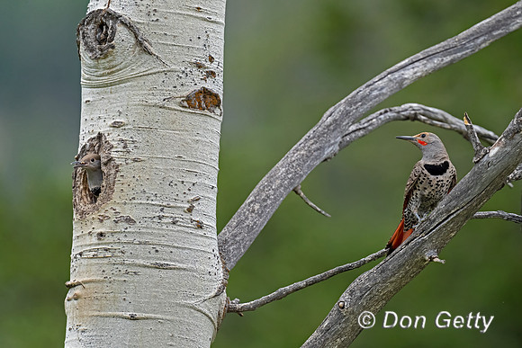 Northern Flicker