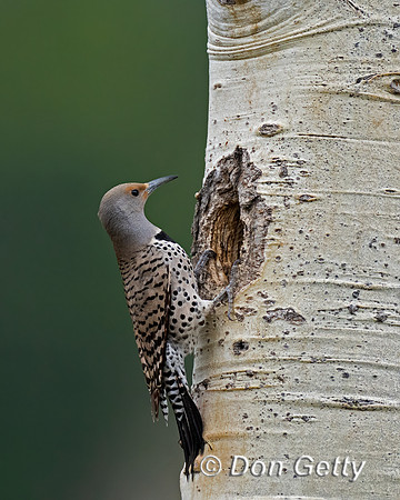 Northern Flicker