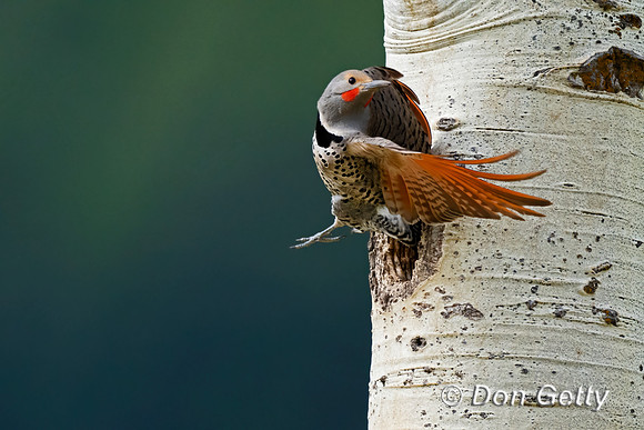 Northern Flicker