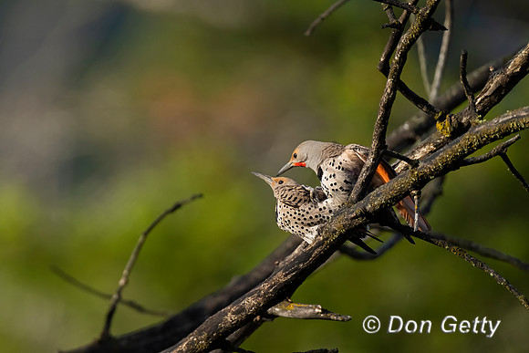 Northern Flicker