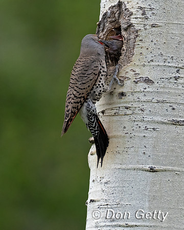 Northern Flicker