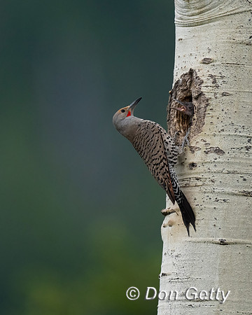 Northern Flicker
