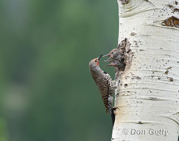 Northern Flicker