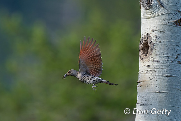 Northern Flicker