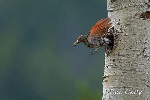 Northern Flicker