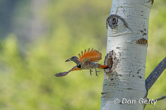Northern Flicker