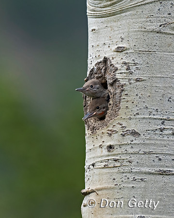 Northern Flicker