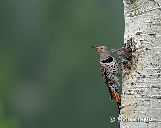 Northern Flicker