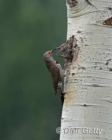 Northern Flicker