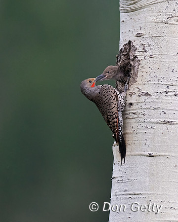 Northern Flicker