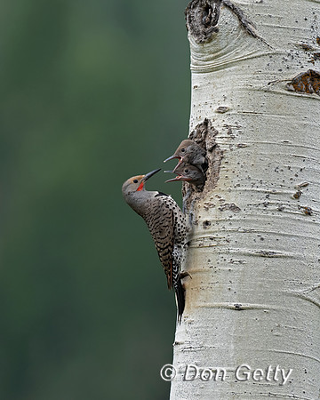 Northern Flicker