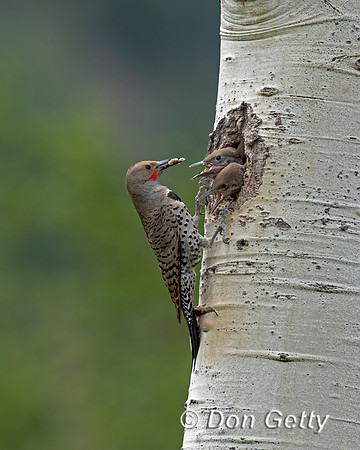 Northern Flicker