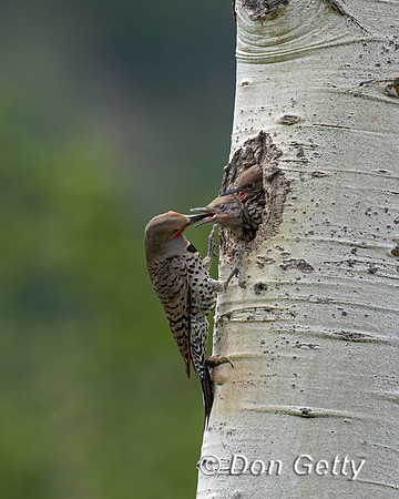 Northern Flicker
