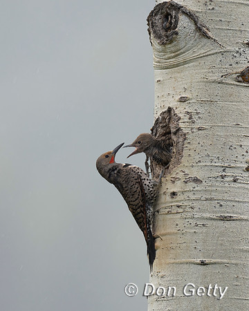 Northern Flicker