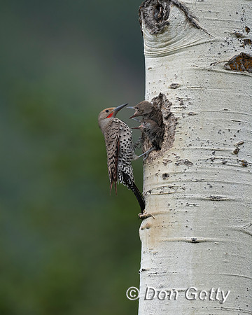 Northern Flicker