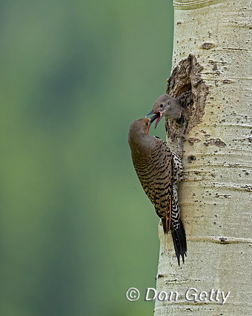 Northern Flicker