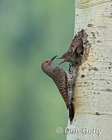 Northern Flicker
