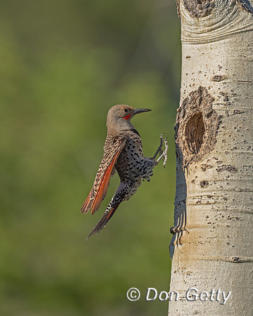 Northern Flicker