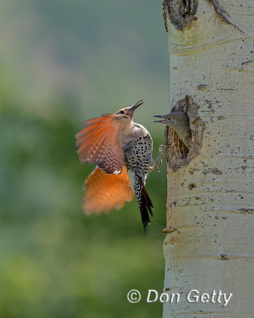 Northern Flicker