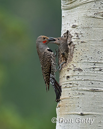 Northern Flicker