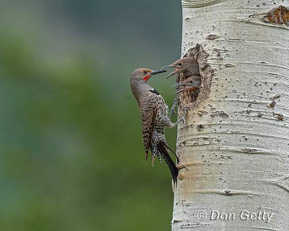 Northern Flicker