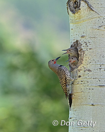 Northern Flicker