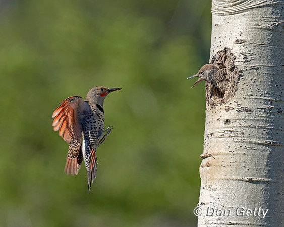 Northern Flicker