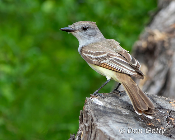 Ash-throated Flycatcher