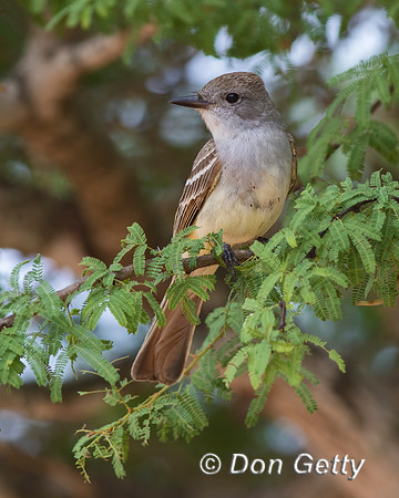 Ash-throated Flycatcher