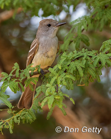 Ash-throated Flycatcher