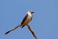 Scissor-tailed Flycatcher