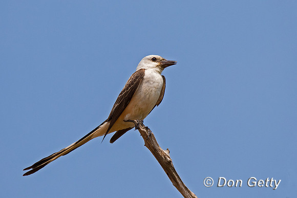 Scissor-tailed Flycatcher