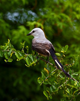 Scissor-tailed Flycatcher
