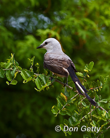 Scissor-tailed Flycatcher